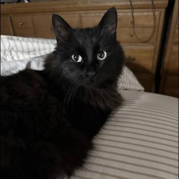 Charlie -  Domestic Long Hair Cat for Adoption in Westland, Michigan - Charlie | PetCurious