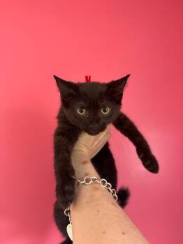 Hook -  Domestic Short Hair Cat for Adoption in Johnson City, Tennessee - Hook | PetCurious