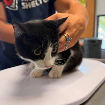 Atlas -  Domestic Short Hair Cat for Adoption in Idaho Falls, Idaho - Atlas | PetCurious