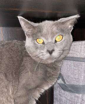 Rescue Domestic Short Hair Cats for Adoption in Port Washington, Wisconsin - Slater | PetCurious