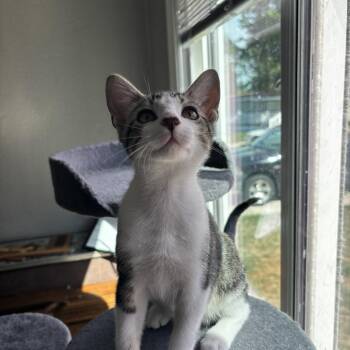 Mickey (blk/gry tabby head/body with white) -  Domestic Short Hair Cat for Adoption in Bismarck, North Dakota - Mickey (blk/gry Tabby Head/body With White) | PetCurious