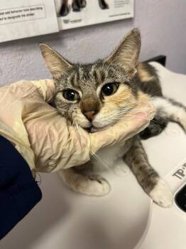 Croissant -  Domestic Short Hair Cat Available for Adoption in New Braunfels, Texas - Croissant | PetCurious