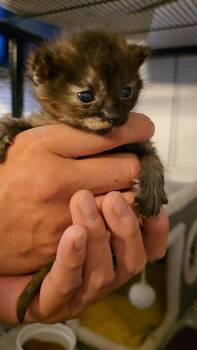 Domestic Short Hair Cats Available for Adoption in Pacifica, California - Risotto | PetCurious
