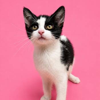 Topsy -  Domestic Short Hair Cat for Adoption in Owosso, Michigan - Topsy | PetCurious