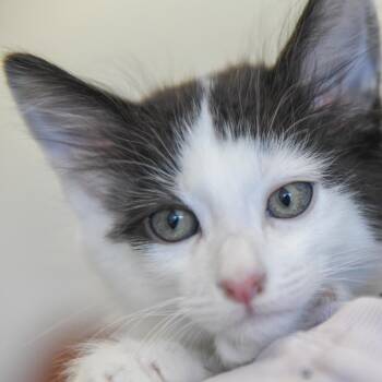 Domestic Short Hair Cats Available for Adoption in Redwood City, California - Tatum (yellow Collar) | PetCurious