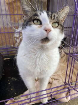 Rescue Domestic Short Hair Cats for Adoption in Herndon, Virginia - Beef Wellington | PetCurious