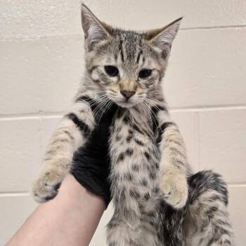 Los Angeles -  Domestic Short Hair Cat for Adoption in Reno, Nevada - Los Angeles | PetCurious