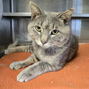 Kurtis -  Domestic Short Hair Cat for Adoption in Watertown, Wisconsin - Kurtis | PetCurious