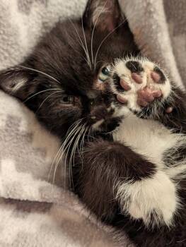 Neptune -  Domestic Short Hair Cat for Adoption in St. George, Utah - Neptune | PetCurious