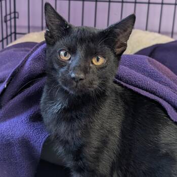 After Hours -  Domestic Short Hair Cat for Adoption in Redwood Valley, California - After Hours | PetCurious