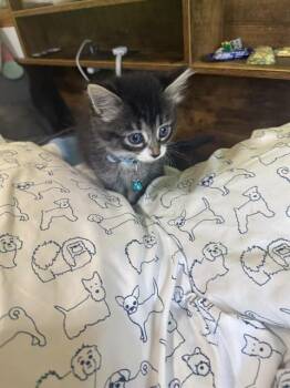 Rescue Domestic Short Hair Cats for Adoption in Kent, Washington - BENSON | PetCurious