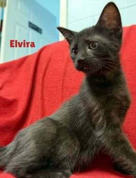 Elvira -  Domestic Short Hair Cat for Adoption in Roanoke, Virginia - Elvira | PetCurious