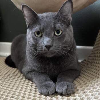 Russian Blue Cats Available for Adoption in Pickering, Ontario - Juno | PetCurious