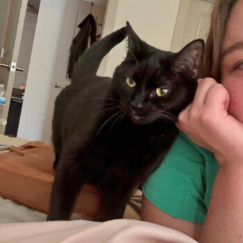 Rescue Domestic Short Hair Cats for Adoption in Cumming, Georgia - Doji | PetCurious