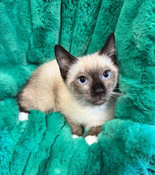 Apollo -  Siamese Cat Available for Adoption in Riverside, California - Apollo | PetCurious