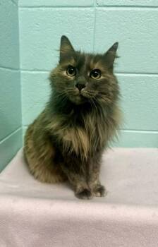 Domestic Long Hair and Domestic Short Hair Cats Available for Adoption - Champagne | PetCurious