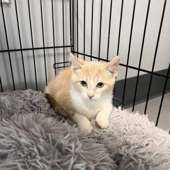 Sincere -  Domestic Short Hair Cat for Adoption in Georgetown, Kentucky - Sincere | PetCurious