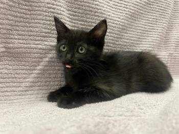 ZOE -  Domestic Short Hair Cat for Adoption in Ontario, California - ZOE | PetCurious