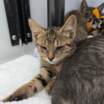 Frank -  Domestic Short Hair Cat for Adoption - Frank | PetCurious