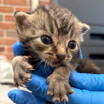 Rescue Domestic Short Hair Cats for Adoption in Allentown, Pennsylvania - LVH-Stray-11518_2_3 | PetCurious