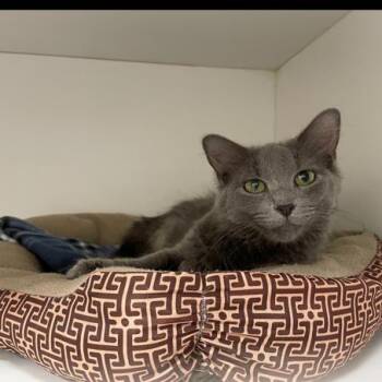 Hummingbird -  Domestic Medium Hair Cat for Adoption in Downers Grove, Illinois - Hummingbird | PetCurious
