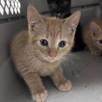 Arlingtin -  Domestic Short Hair Cat for Adoption in Philadelphia, Pennsylvania - Arlingtin | PetCurious