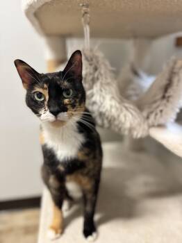 Domestic Short Hair Cats Available for Adoption in Mineral Point, Wisconsin - Fairy | PetCurious