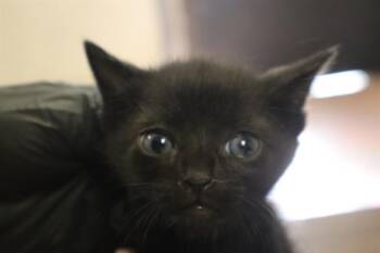 TEDDY -  Domestic Short Hair Cat for Adoption in Columbia, South Carolina - TEDDY | PetCurious