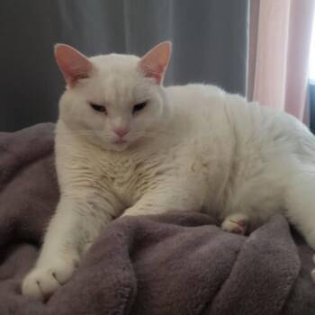 Rescue Domestic Short Hair Cats for Adoption in Toronto, Ontario - Frankie (Francesca) | PetCurious