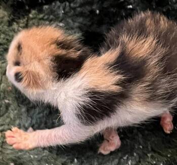 Domestic Short Hair Cats Available for Adoption - Lucy | PetCurious