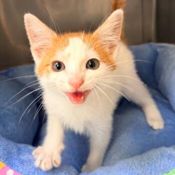 Lewis -  Domestic Short Hair Cat for Adoption in Hawthorne, California - Lewis | PetCurious