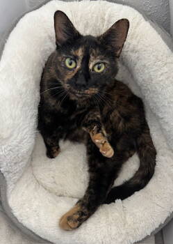 Rescue Tortoiseshell and Domestic Short Hair Cats for Adoption in San Luis Obispo, California - Bluebell - Tortie Girl | PetCurious