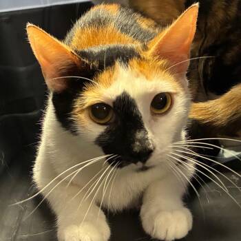 Calico -  Domestic Short Hair Cat for Adoption in New York, New York - Calico | PetCurious