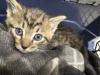 SQUEE -  Domestic Short Hair Cat Available for Adoption in Brentwood, Missouri - SQUEE | PetCurious
