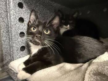 Be-bop -  Domestic Short Hair Cat for Adoption in Daytona Beach, Florida - Be-bop | PetCurious
