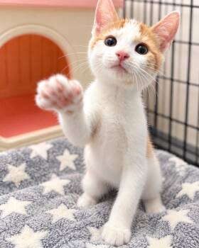 September -  American Shorthair Cat for Adoption in Philadelphia, Pennsylvania - September | PetCurious