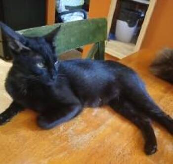 Domestic Short Hair Cats Available for Adoption in Derwood, Maryland - REBEQUITA | PetCurious