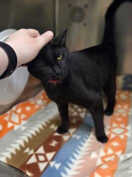 Armoire -  Domestic Short Hair Cat for Adoption in Westland, Michigan - Armoire | PetCurious