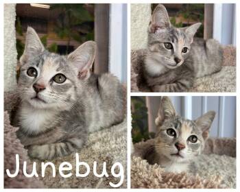 Junebug -  Domestic Short Hair Cat for Adoption in Pierceton, Indiana - Junebug | PetCurious