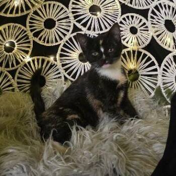 Plumette -  Domestic Short Hair Cat for Adoption in Penns Grove, New Jersey - Plumette | PetCurious