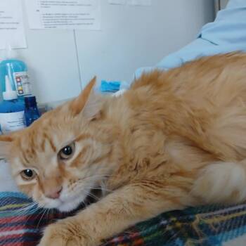 Beckham -  Domestic Long Hair Cat for Adoption in Lakeland, Florida - Beckham | PetCurious