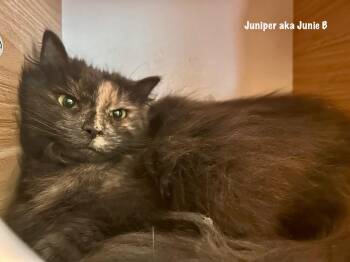 Domestic Short Hair Cats Available for Adoption in Windsor, Connecticut - Juniper Aka Junie B | PetCurious
