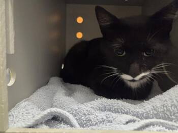 BARN CAT SASHA -  Domestic Short Hair Cat for Adoption in Kent, Washington - BARN CAT SASHA | PetCurious