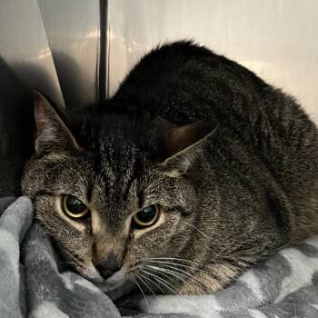 Frodo -  Domestic Short Hair Cat for Adoption in Troy, Virginia - Frodo | PetCurious