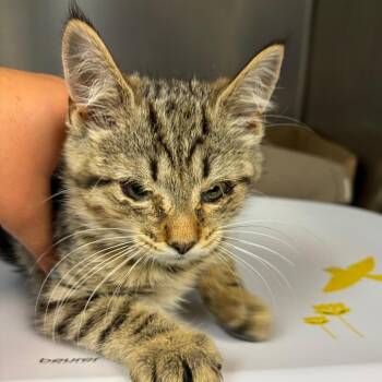 Taffyta -  Domestic Medium Hair Cat for Adoption in Newark, New Jersey - Taffyta | PetCurious
