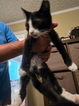 booberry -  Domestic Short Hair Cat for Adoption in Burgaw, North Carolina - Booberry | PetCurious