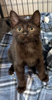 Rescue Domestic Short Hair Cats for Adoption in Columbia, Tennessee - Ernie II | PetCurious