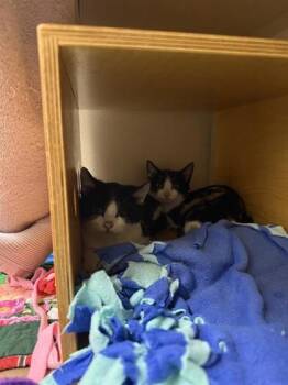 Rescue Domestic Short Hair Cats for Adoption in Bellevue, Washington - Marvin | PetCurious