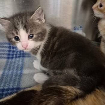 Domestic Short Hair Cats Available for Adoption in Lake Panasoffkee, Florida - Ginny | PetCurious