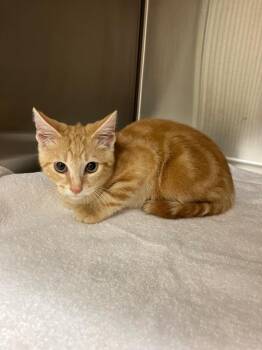 Bojangles -  Domestic Short Hair Cat for Adoption in Christiansburg, Virginia - Bojangles | PetCurious